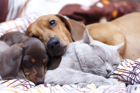  Kediler ve Köpeklerde göz damlası kullanımı 