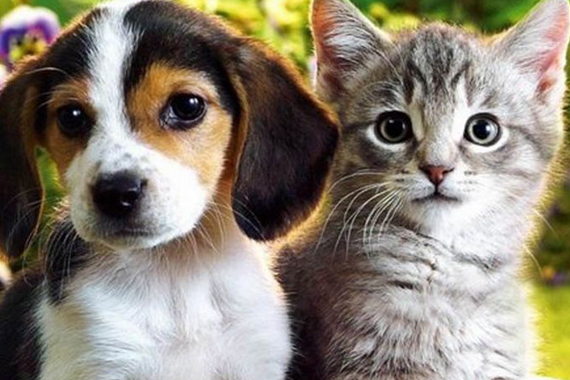 Kedi ve Köpeklerde Balık Yağının Önemi