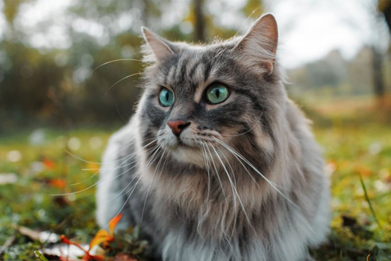 Kedi Maltı Ne İşe Yarar ve Faydaları Nelerdir ?